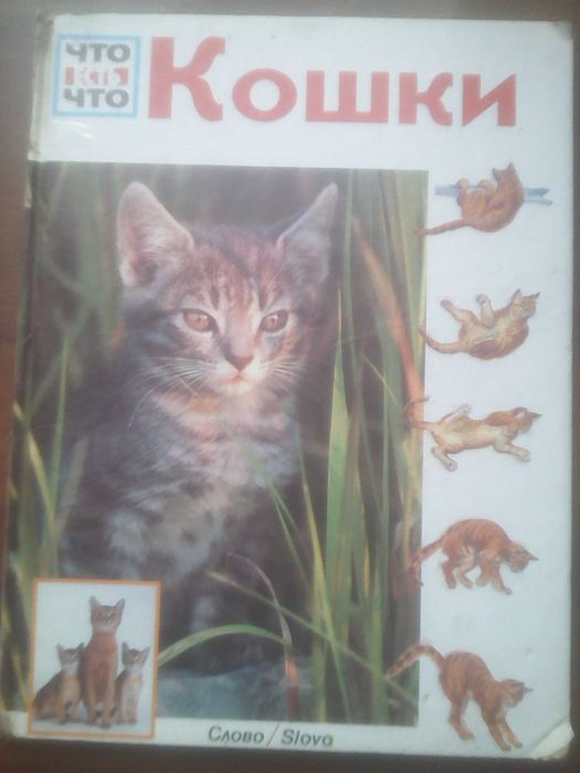 КОШКИ энциклопедия