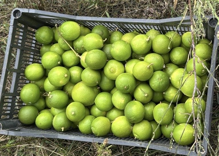 Lima 2,50€/kg Mafra