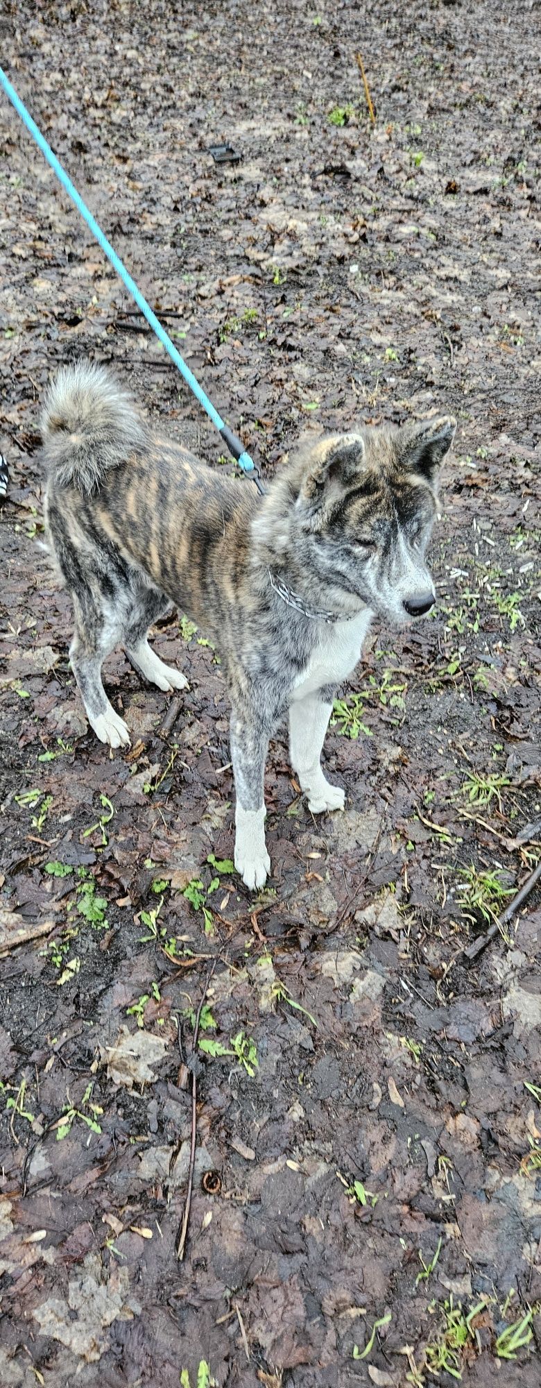 Pies Akita Japońska Inu