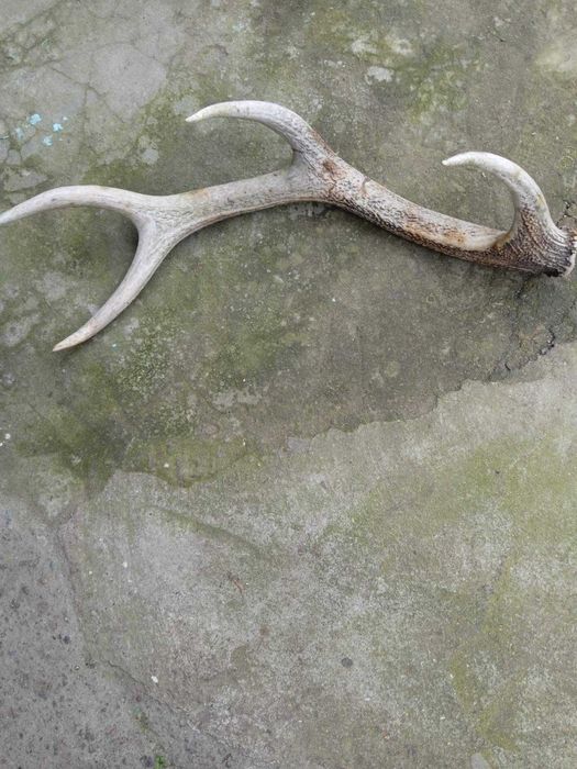 Рог  рога оленя  2025