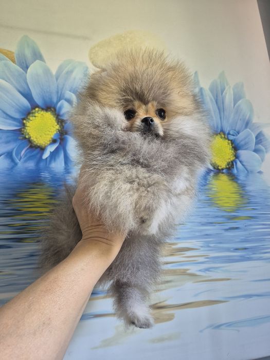 Pomeranian mini. Piesek