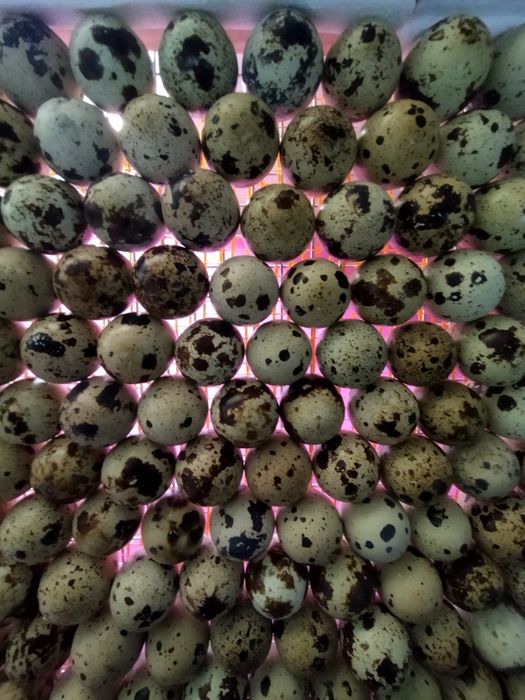 Опт , перепелине яйця