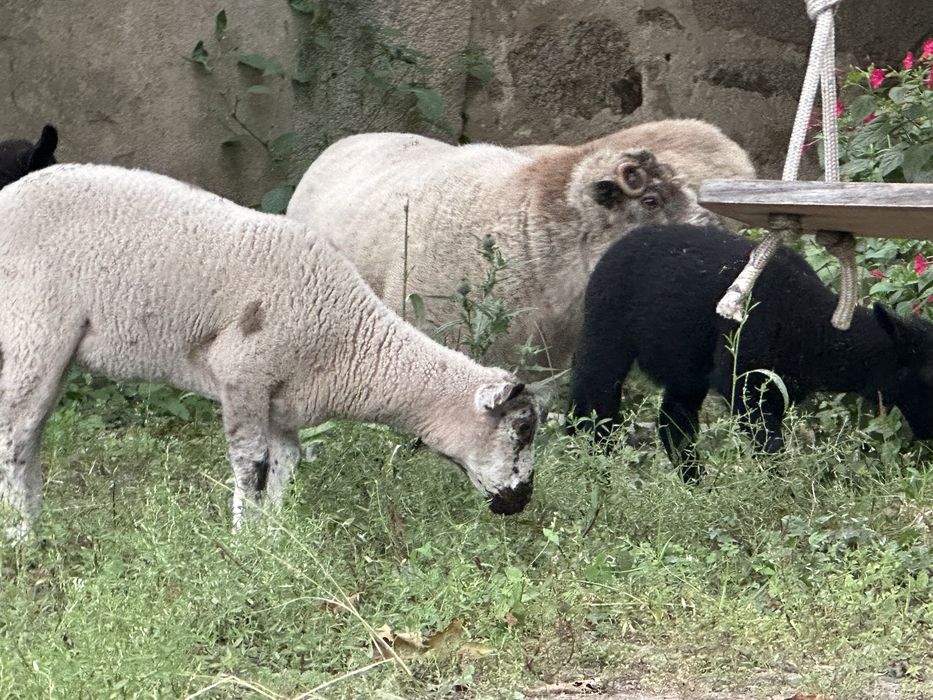 Ovelha- borrego criado em liberdade