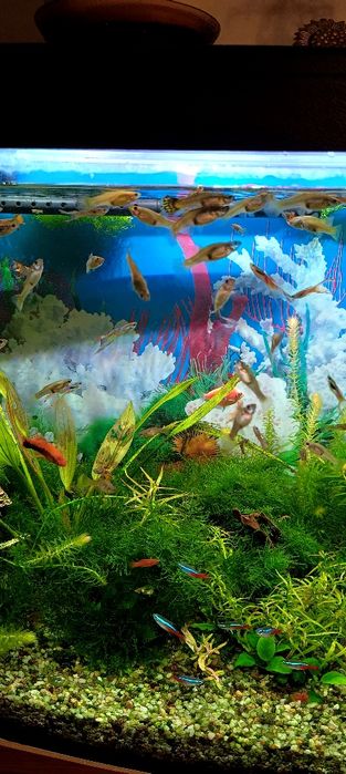 Sprzedam gupiki z własnej chodowli