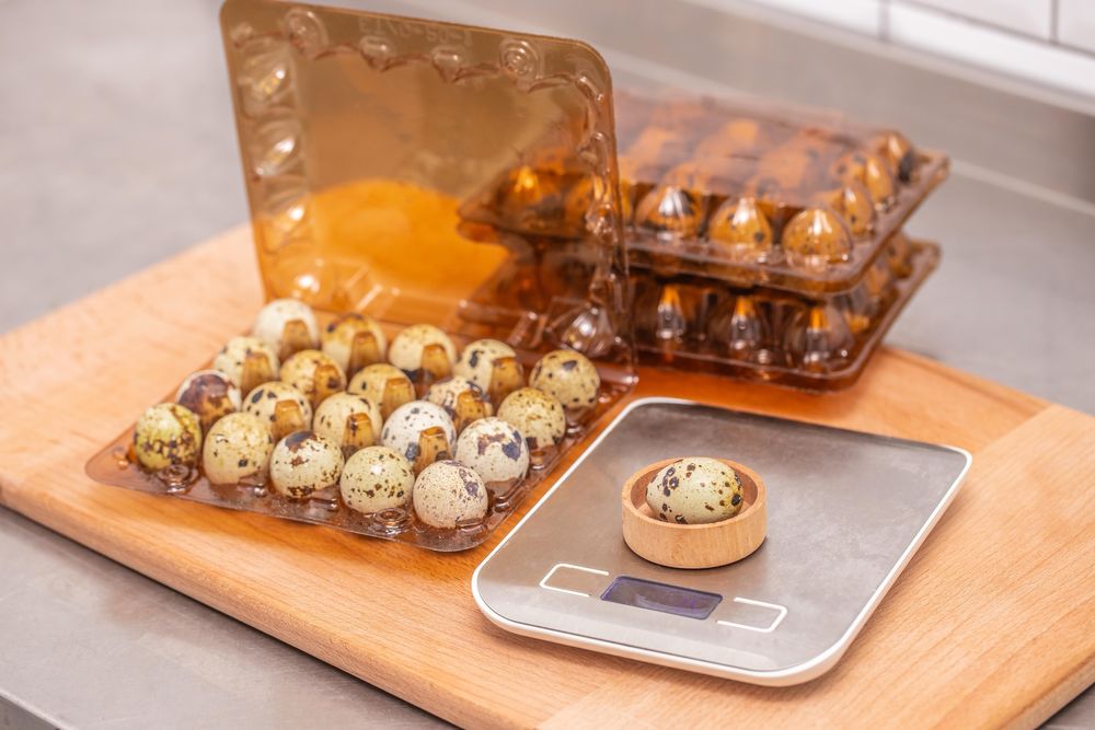 Інкубаційні яйця перепілок. Яйця на інкубацію. перепела техас