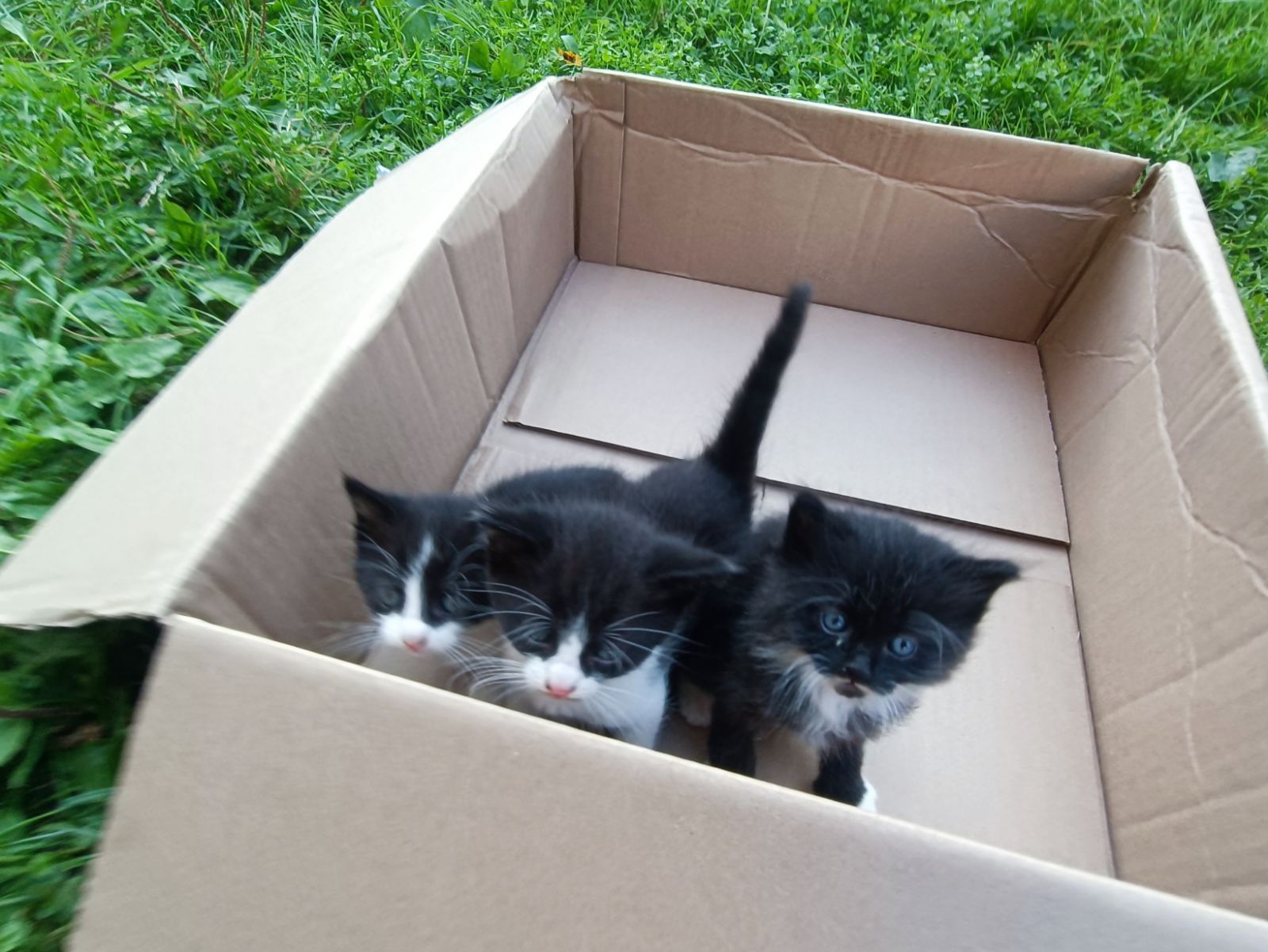Віддам у добрі руки кошенят