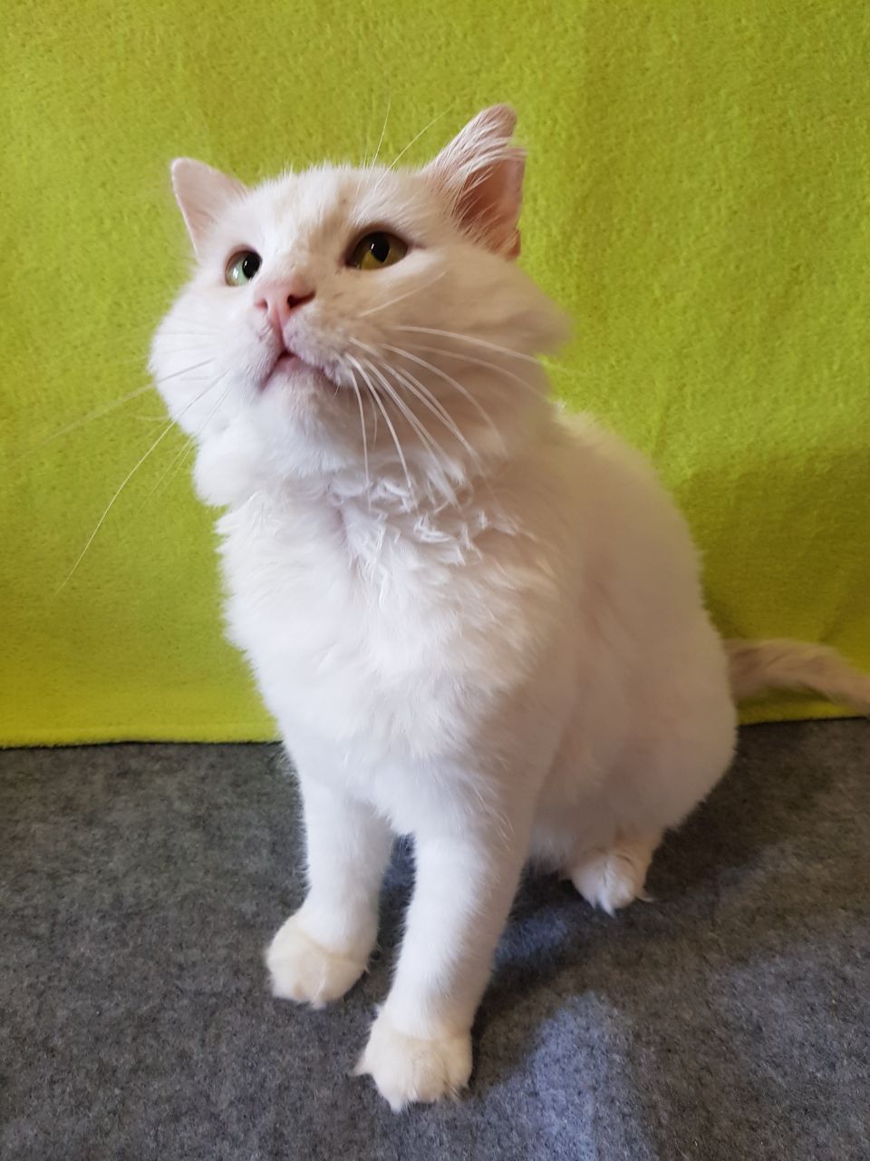 Шикарный котик бесплатно