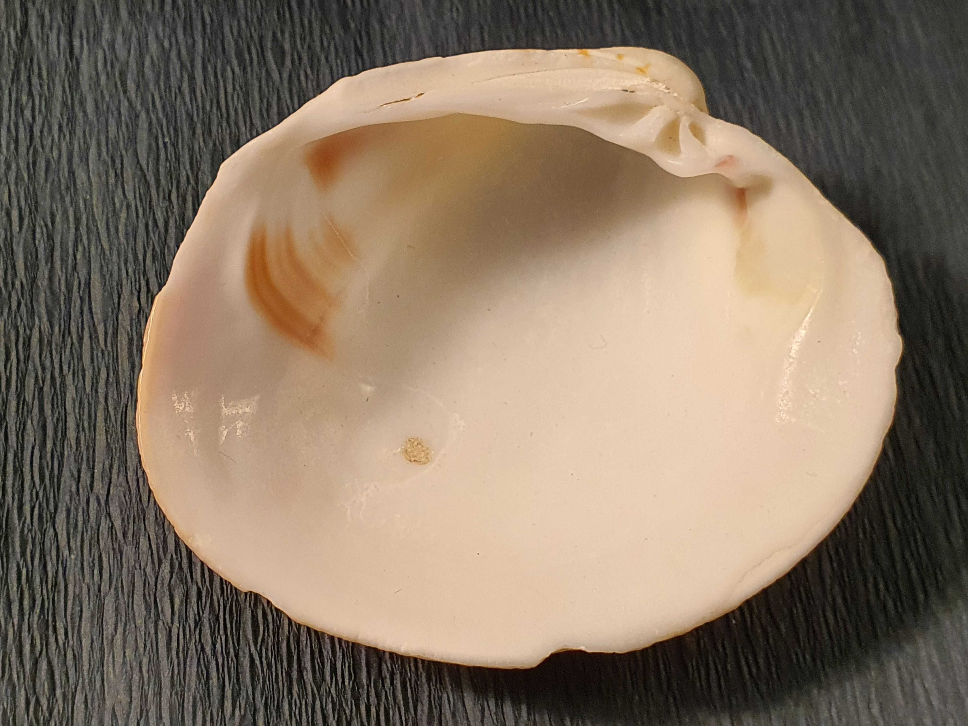 Muszla morska o wymiarach 75 x 65 x 20 mm (nr 42)