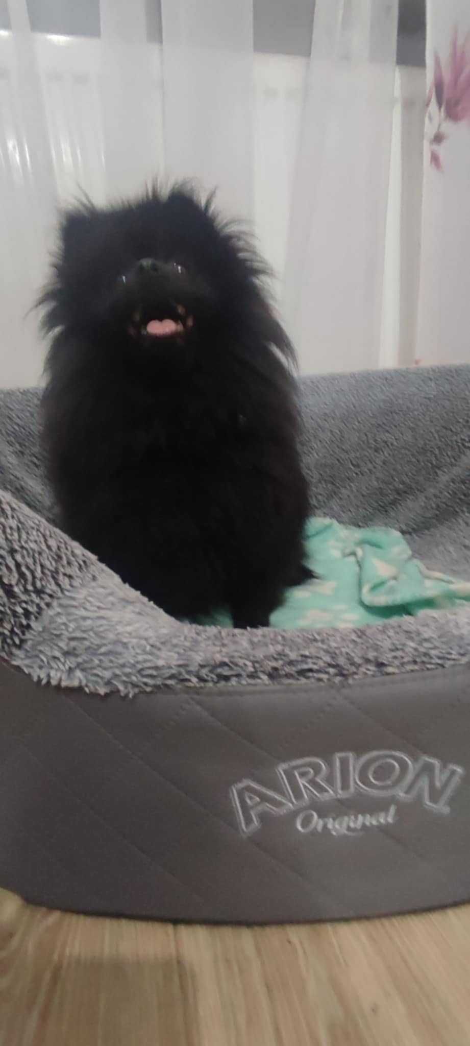 Szpic miniatuowy > dostępny  piesek orange w typie misia  .