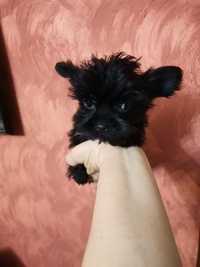 Yorkshire terrier black SUCZKA czarna laleczka