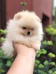 Szpic miniaturowy pomeranian unikatowy piesek mini  misio