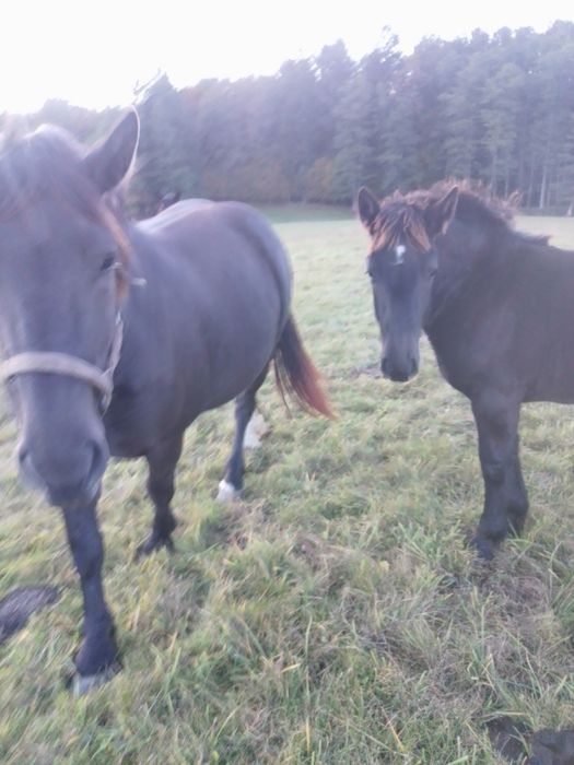 Sprzedam klacze.   ,