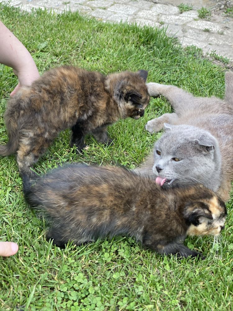 Кошенята дівчатка