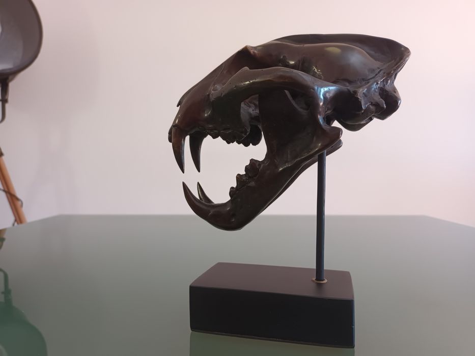 Escultura em Bronze patinado, de Crânio de Leopardo das Neves