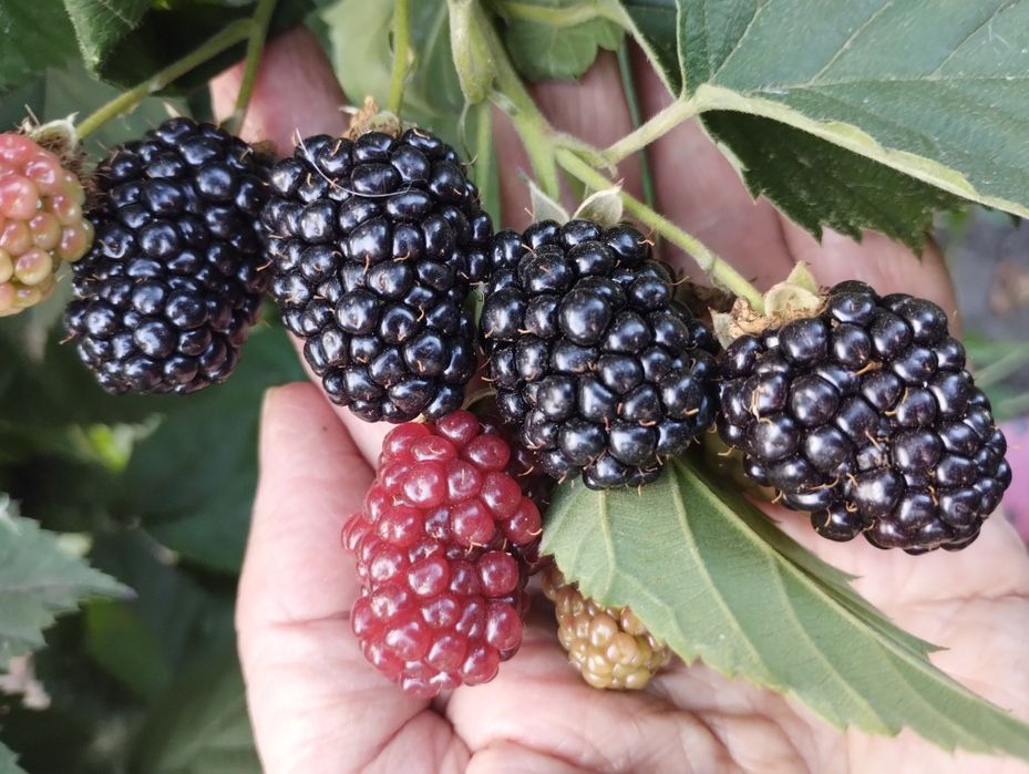 Продам саженцы ежевики разных сортов