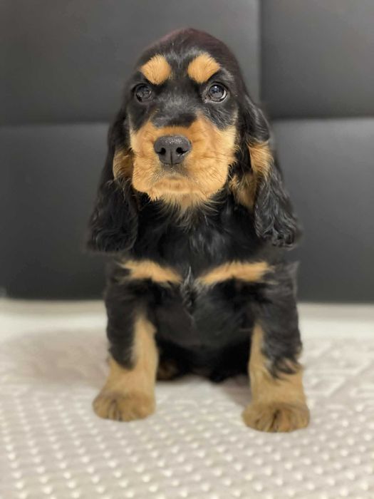 cocker spaniel angielski piesek