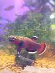 Betta Albimarginata - Malinau