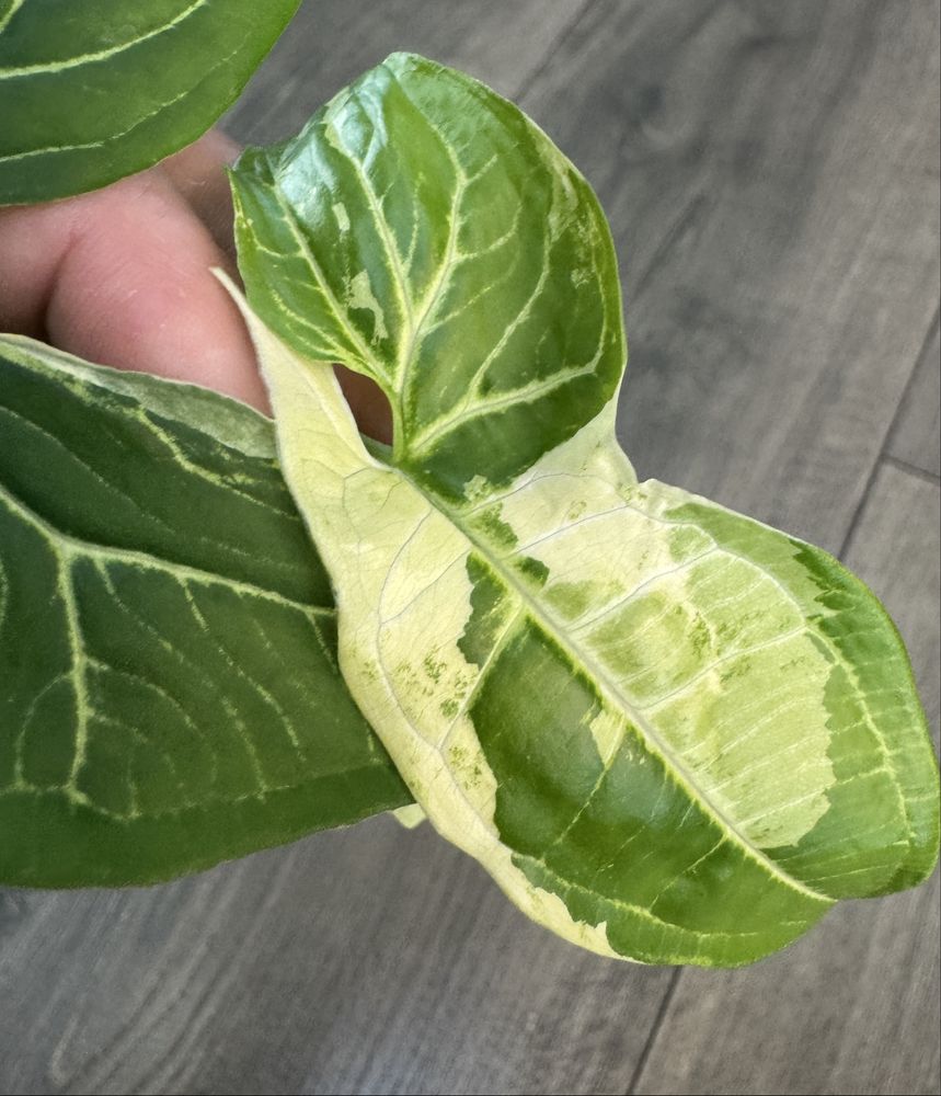 Syngonium Batik Variegata