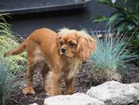 ZKwP FCI - Piesek -  Cavalier King Charles Spaniel