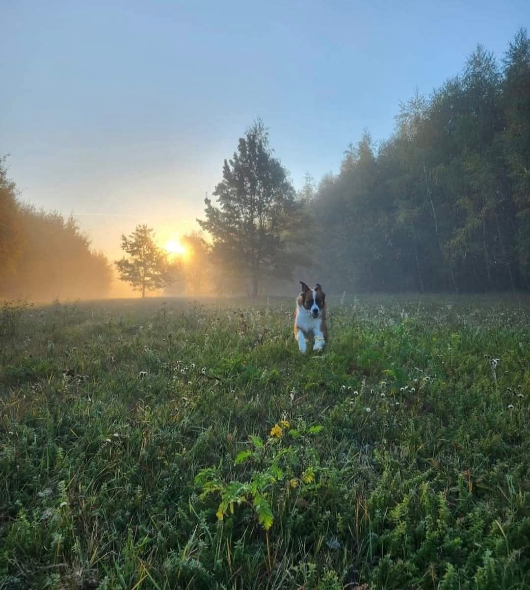 Działka budowlana 1416m2 jednorodzinna, piaseczyńskie