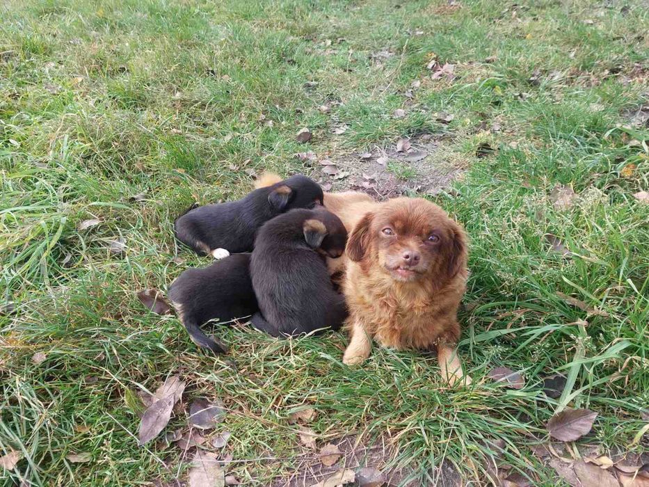 Віддам щенят безкоштовно
