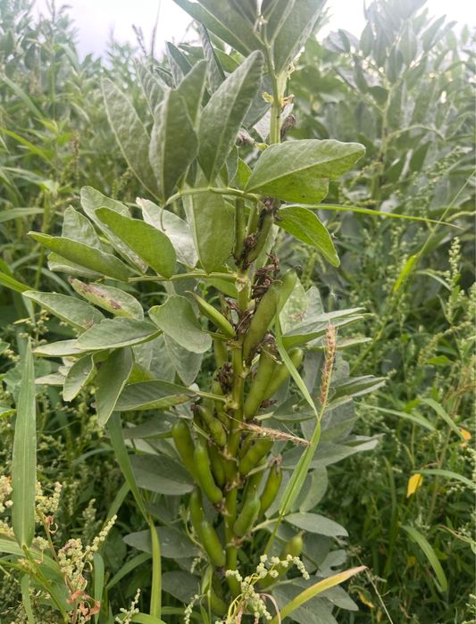 Bobik nasiona do siewu rok po kwalifikacie w big bagu