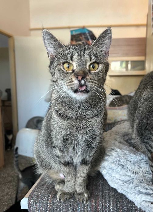 kotka FRANCISZKA szuka dla siebie niezwykłego, wyjątkowego domu