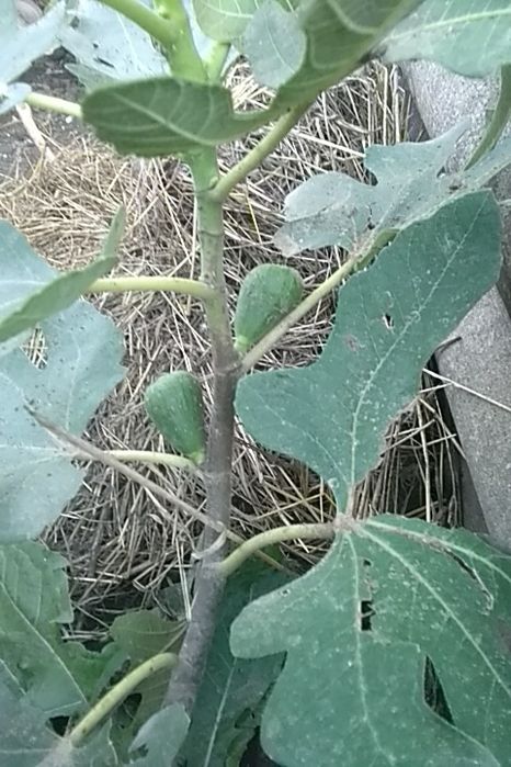 Инжир комнатный 8 сортов, черенки и саженцы