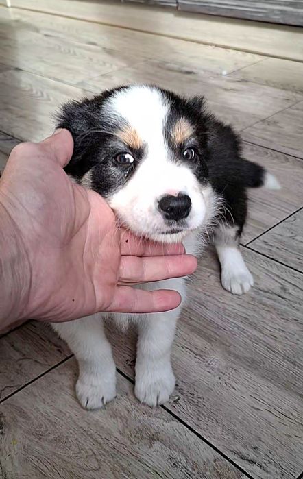 Amazing Ponidzie Border Collie