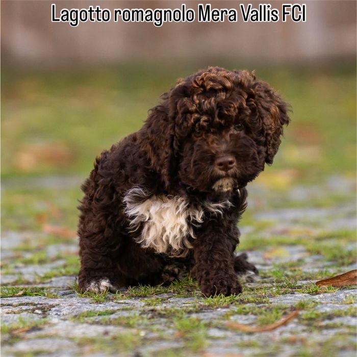 Lagotto romagnolo brązowa suczka