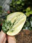 Scindapsus Exotica Andalas variegata Indonezja