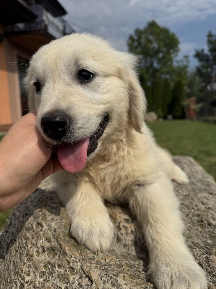 Sunia - Golden Retriever