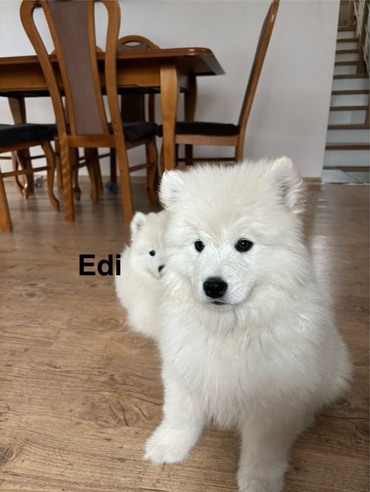 Piesek Edi Samoyed
