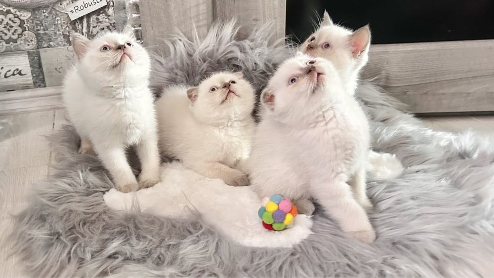 Шотландські котики