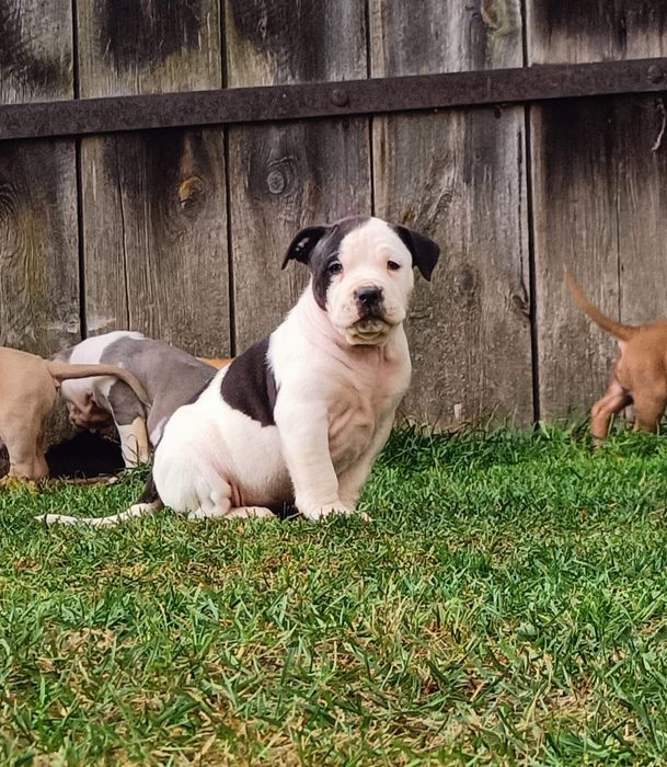 Szczeniaki bandog- cane corso dog argentyński mastino amstaff