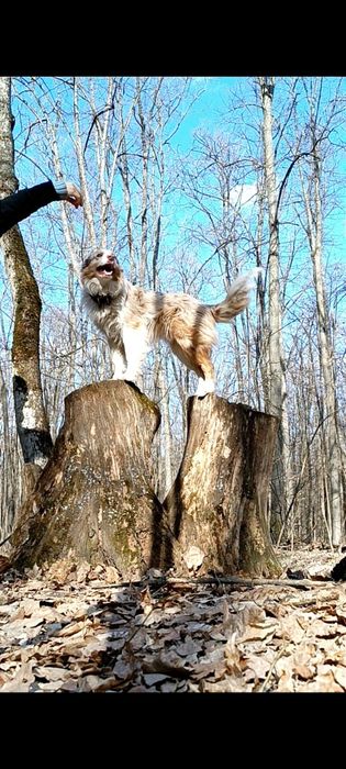 Цуценята Бордер колі