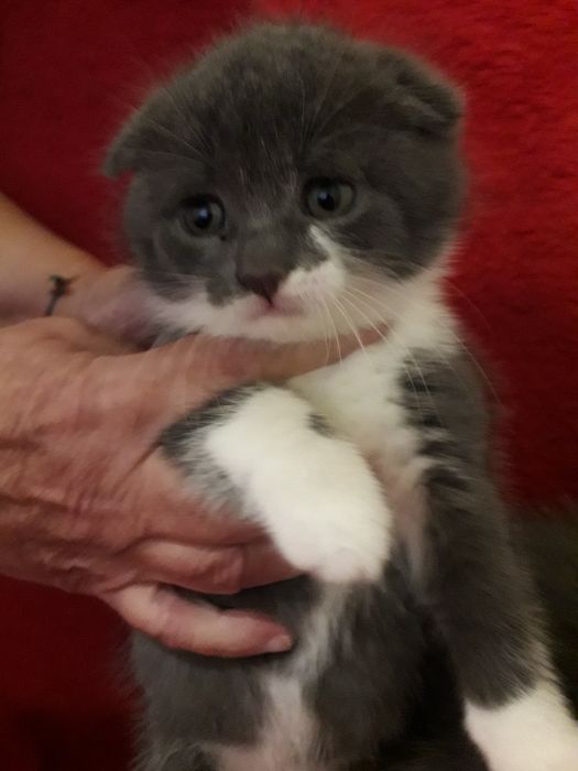 Продам шотладских вислоухих, прямоухих котят.