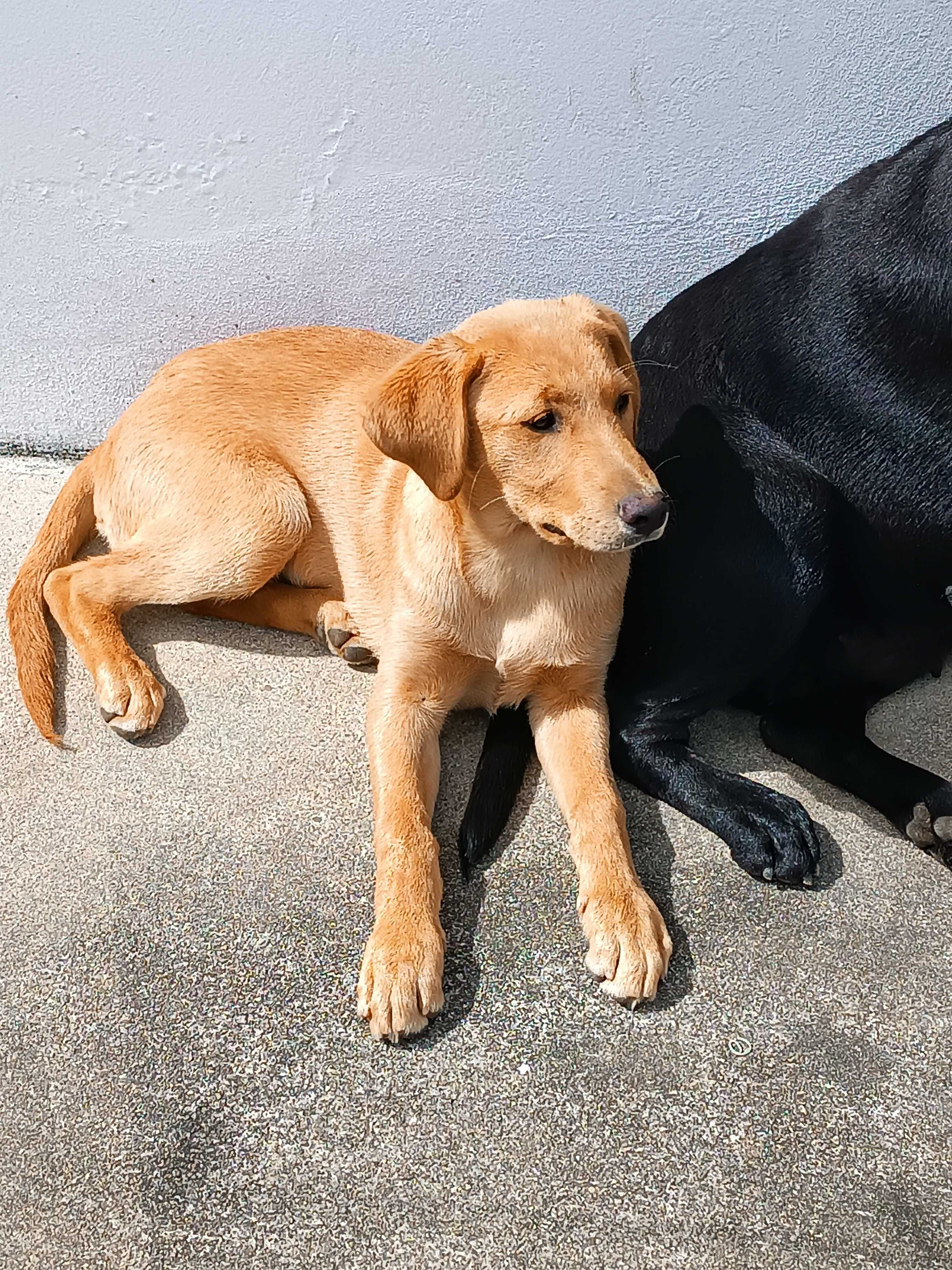 Filhote de mãe labrador  adoção