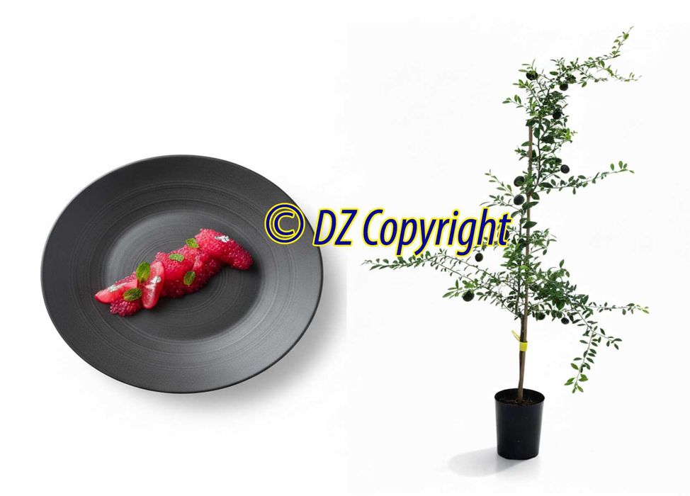 Planta Com Fruta / Limão Caviar Produtivo com 4 Anos !