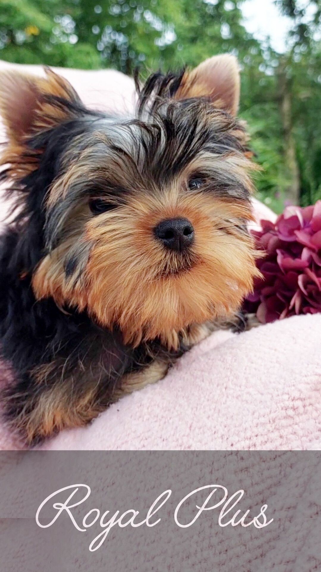 Yorkshire terrier szczeniak york  ZKwP FCI