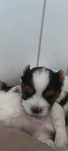 York biewer terrier