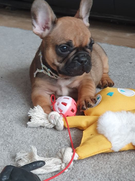 Buldog francuski/ Cudowne sunie