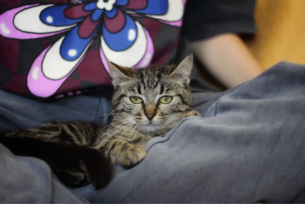 Kotka do adopcji