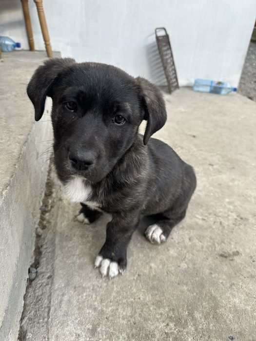 Метис Кане-Корсо