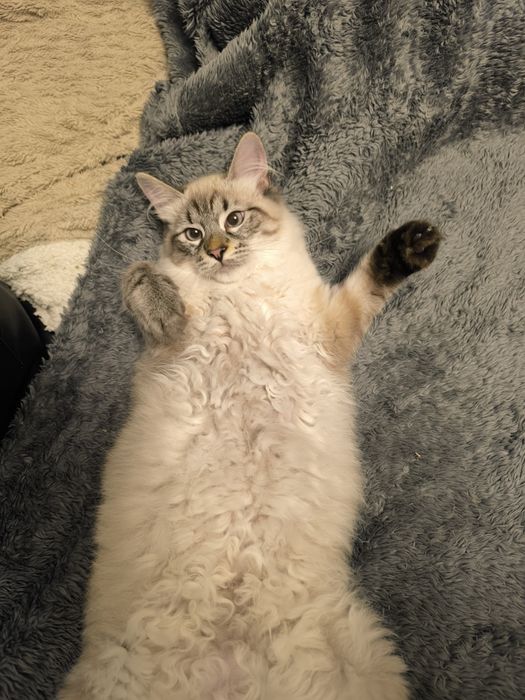 Kocurek Syberyjski z rodowodem WCF