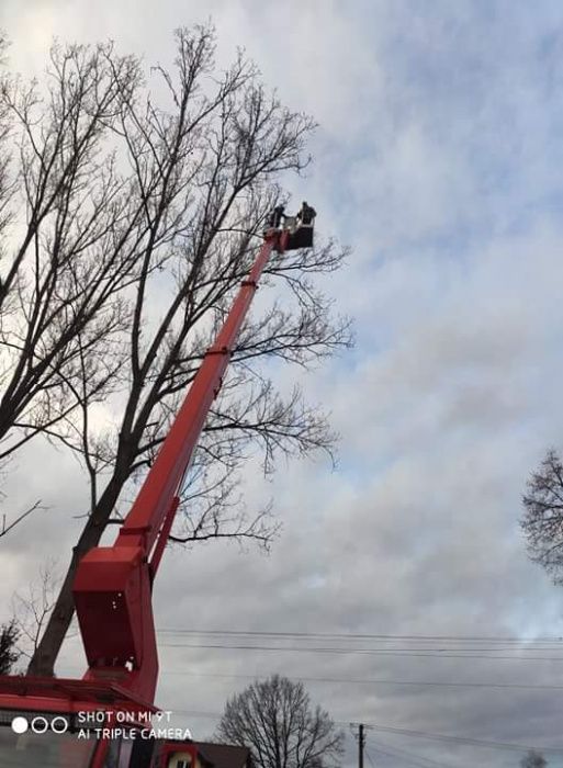 Wycinanie drzew, frezowanie pni, podnośnik koszowy, czyszczenie działe