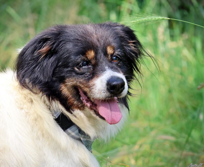 Odebrany interwencyjnie Fąfel szuka kochającego domu