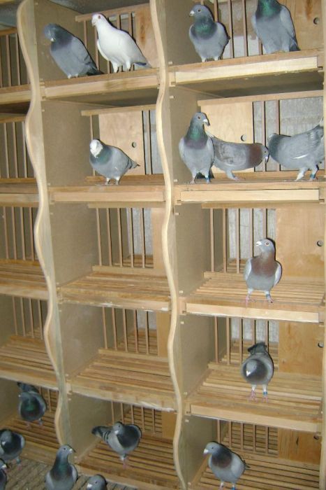 Cele lęgowe -półki dla gołębi,golebi