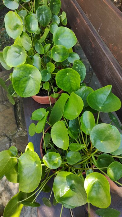 Pilea, Pieniążek