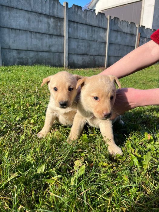 Цуценята Лабрадор